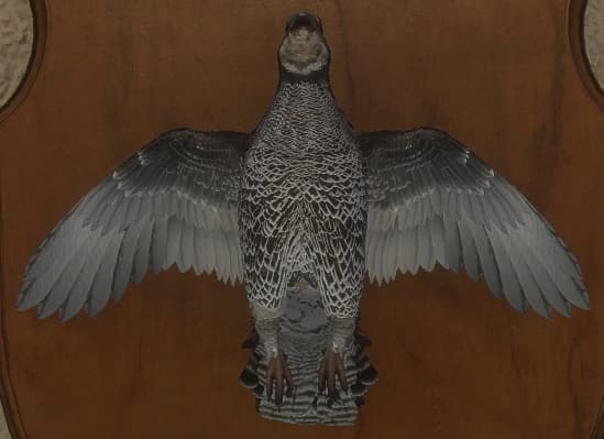 深色 - 正面（雌）