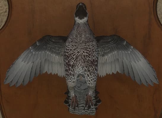 深色 - 正面（雄）