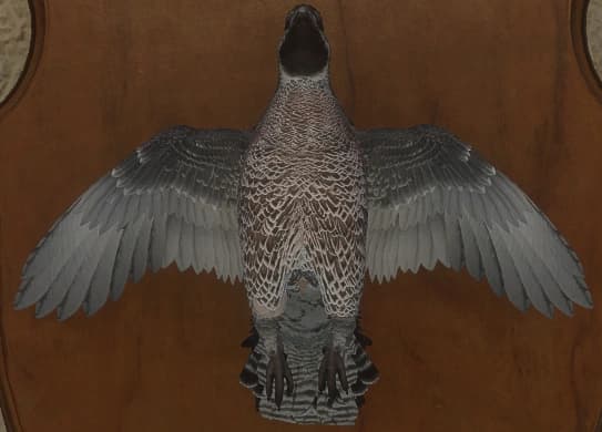 灰色 - 正面（雄）