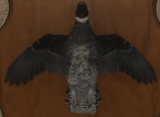 混种 - 正面（雄）