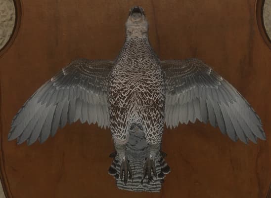 浅褐色 - 正面（雌）