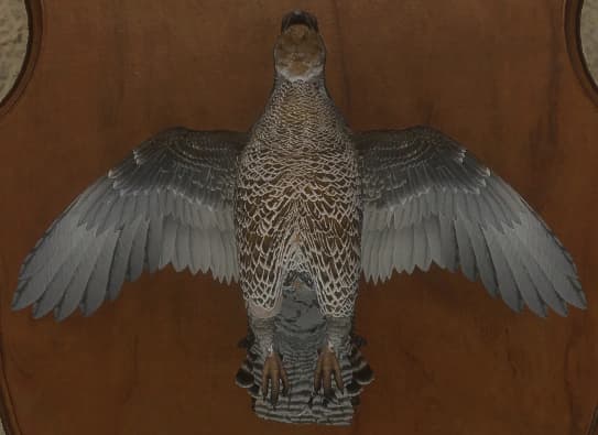 黄褐色 - 正面（雌）