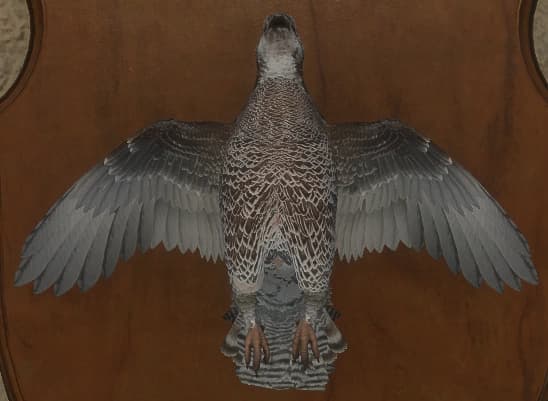 浅色 - 正面（雌）