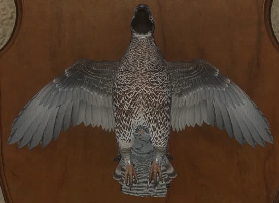 浅色 - 正面（雄）