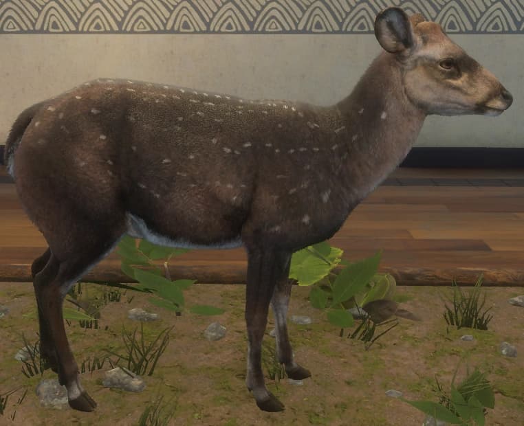 深色斑点 - 雌性