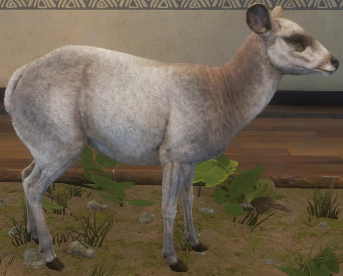 白色亚种 - 雌性