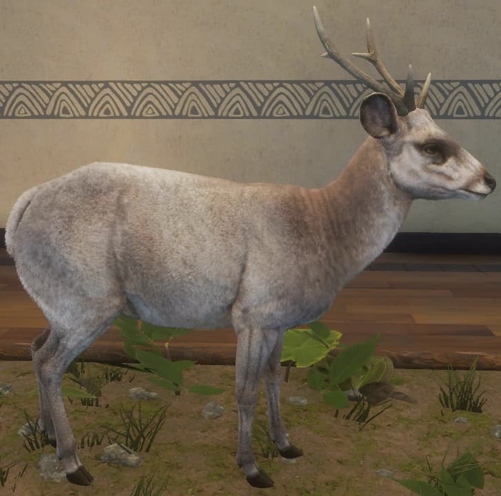 白色亚种 - 雄性