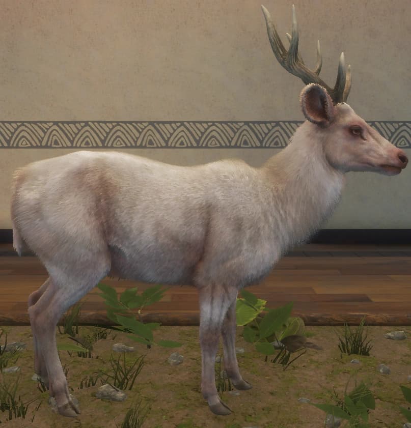 白化 - 右侧（雄）