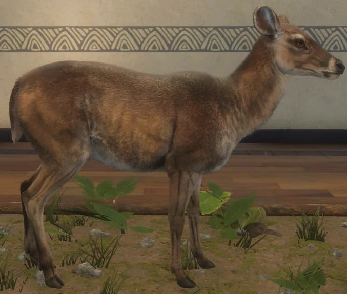 褐色 - 右侧（雌）