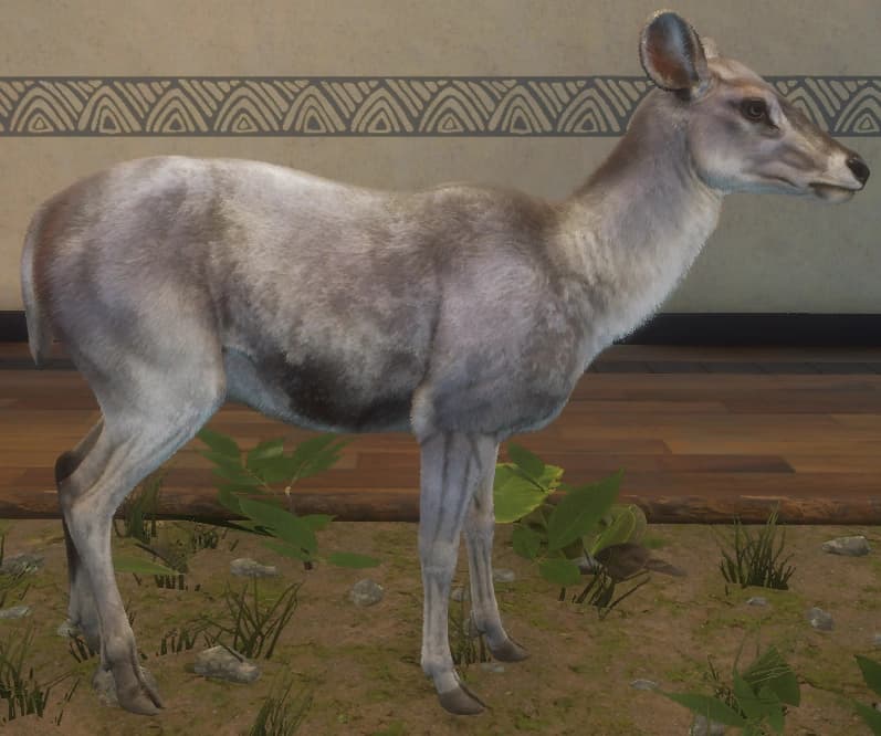 白色亚种 - 右侧（雌）