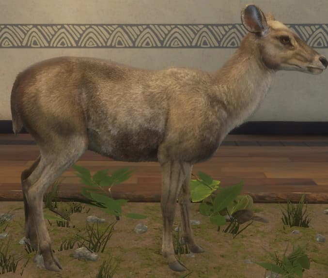 浅褐色 - 右侧（雌）