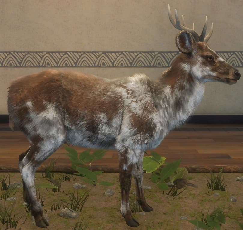 花斑变奏 2 - 右侧（雄）