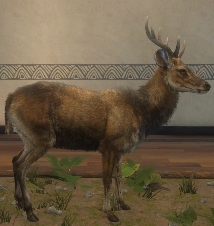 两色 - 右侧（雄）