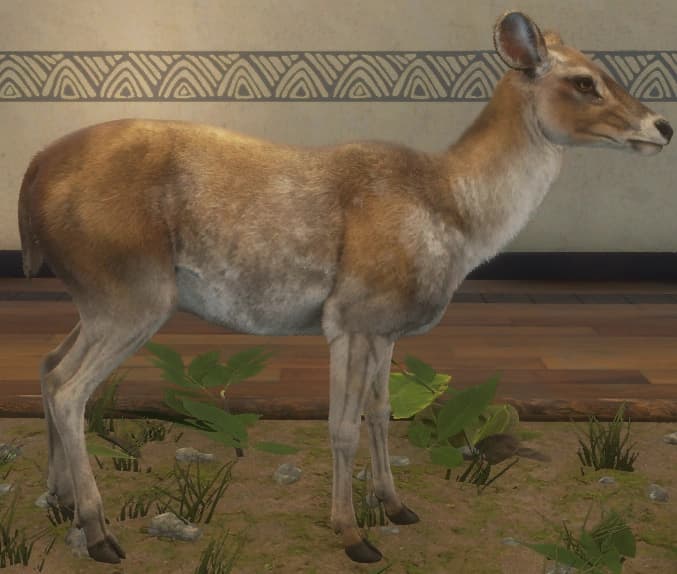 白棕色 - 右侧（雌）