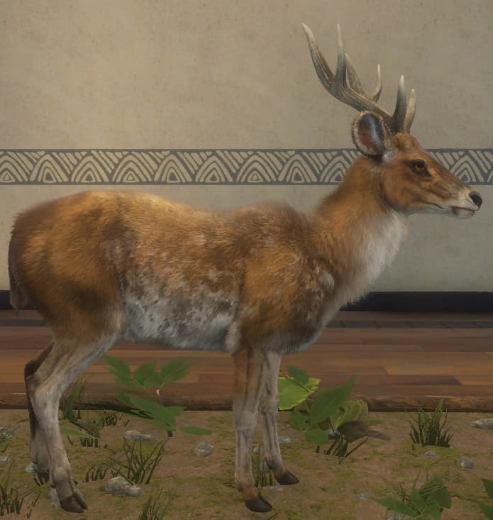 白棕色 - 右侧（雄）