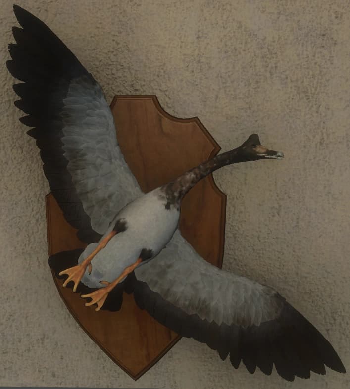 白变变异 1 - 正面