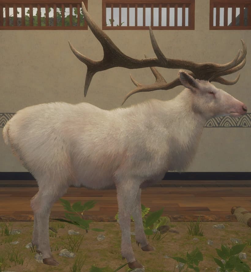 白化 - 右侧（雄）