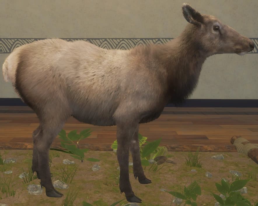 棕色鬃毛 - 右侧（雌）