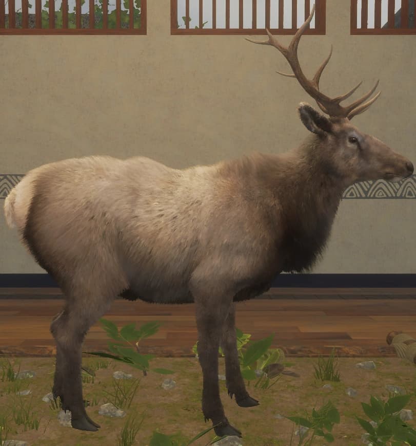 棕色鬃毛 - 右侧（雄）