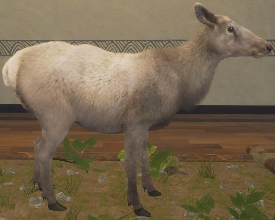 白色亚种 - 右侧（雌）