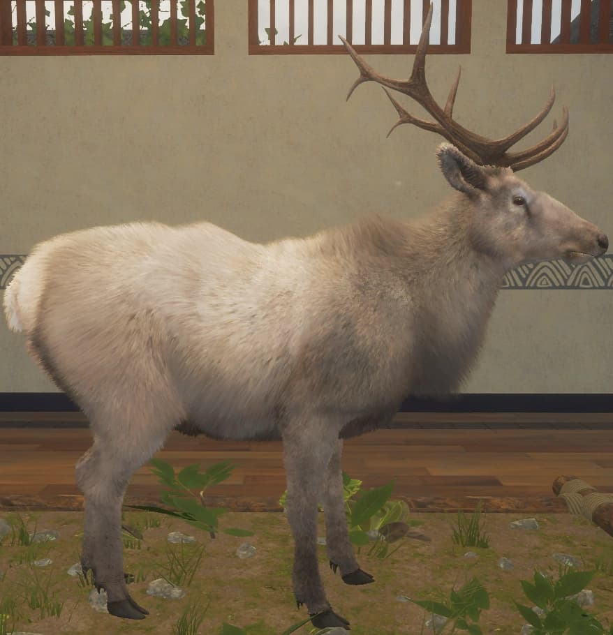 白色亚种 - 右侧（雄）