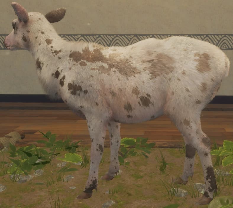 带花斑 - 左侧（雌）