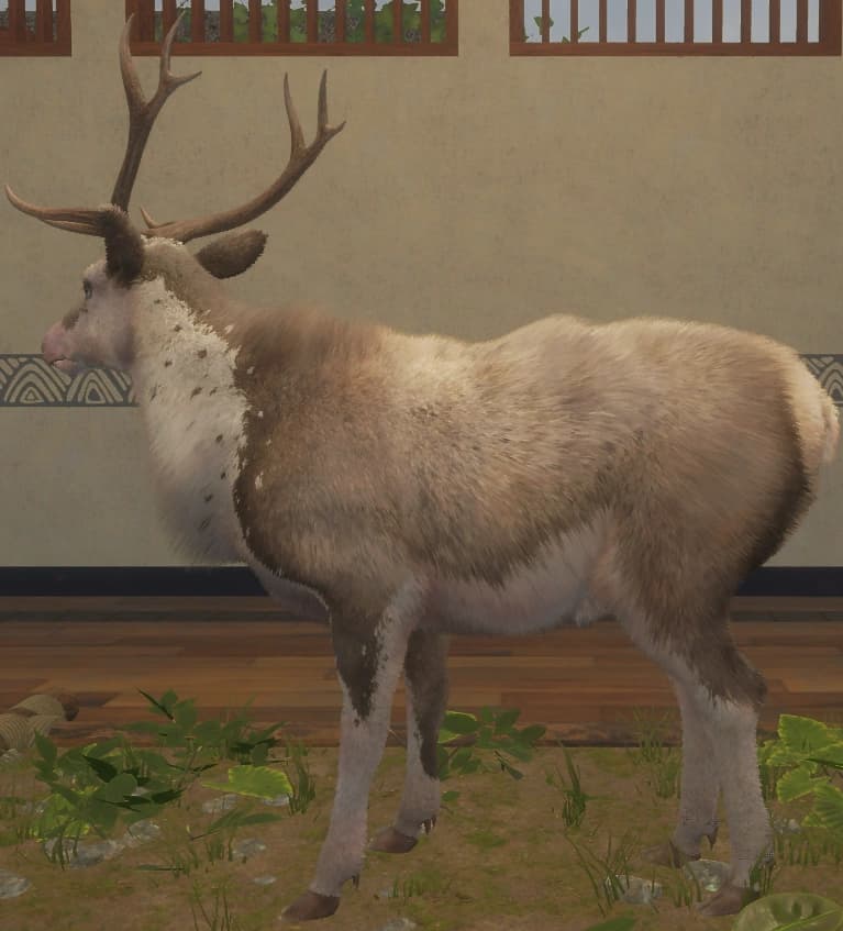 带花斑 - 左侧（雄）