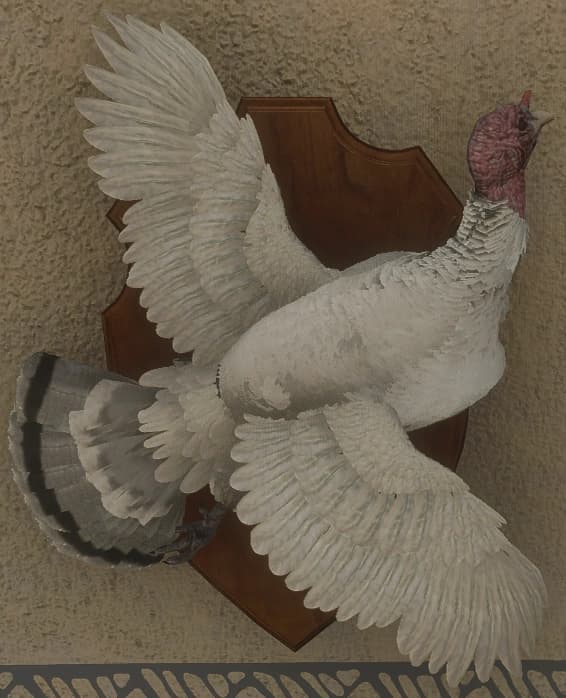 白色亚种 - 雌性