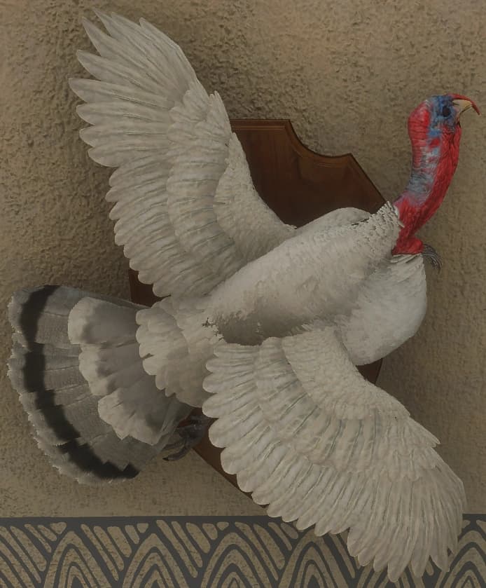 白色亚种 - 雄性