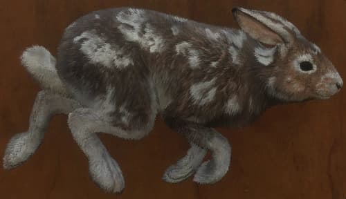 蜕皮变化 1 - 右侧