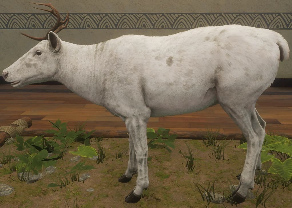 白色亚种 - 雌性