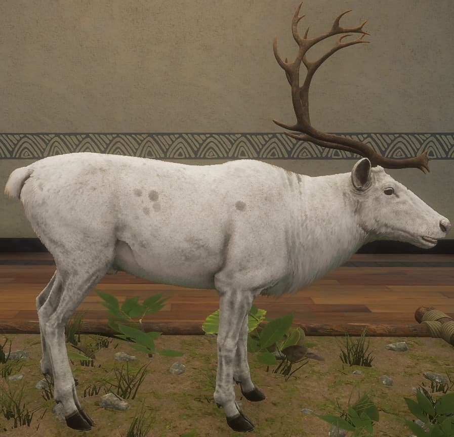 白色亚种 - 雄性