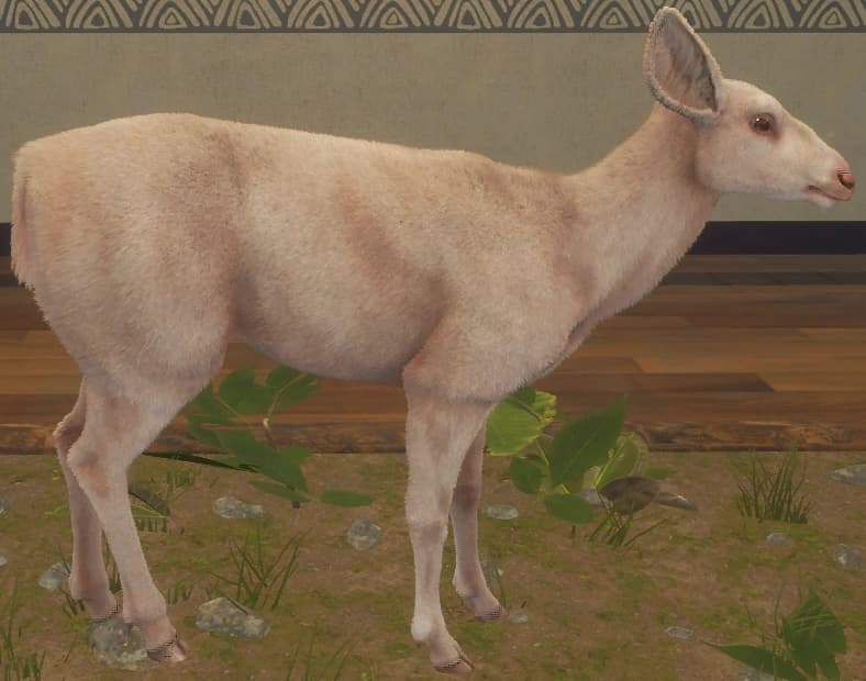 白化 - 右侧（雌）