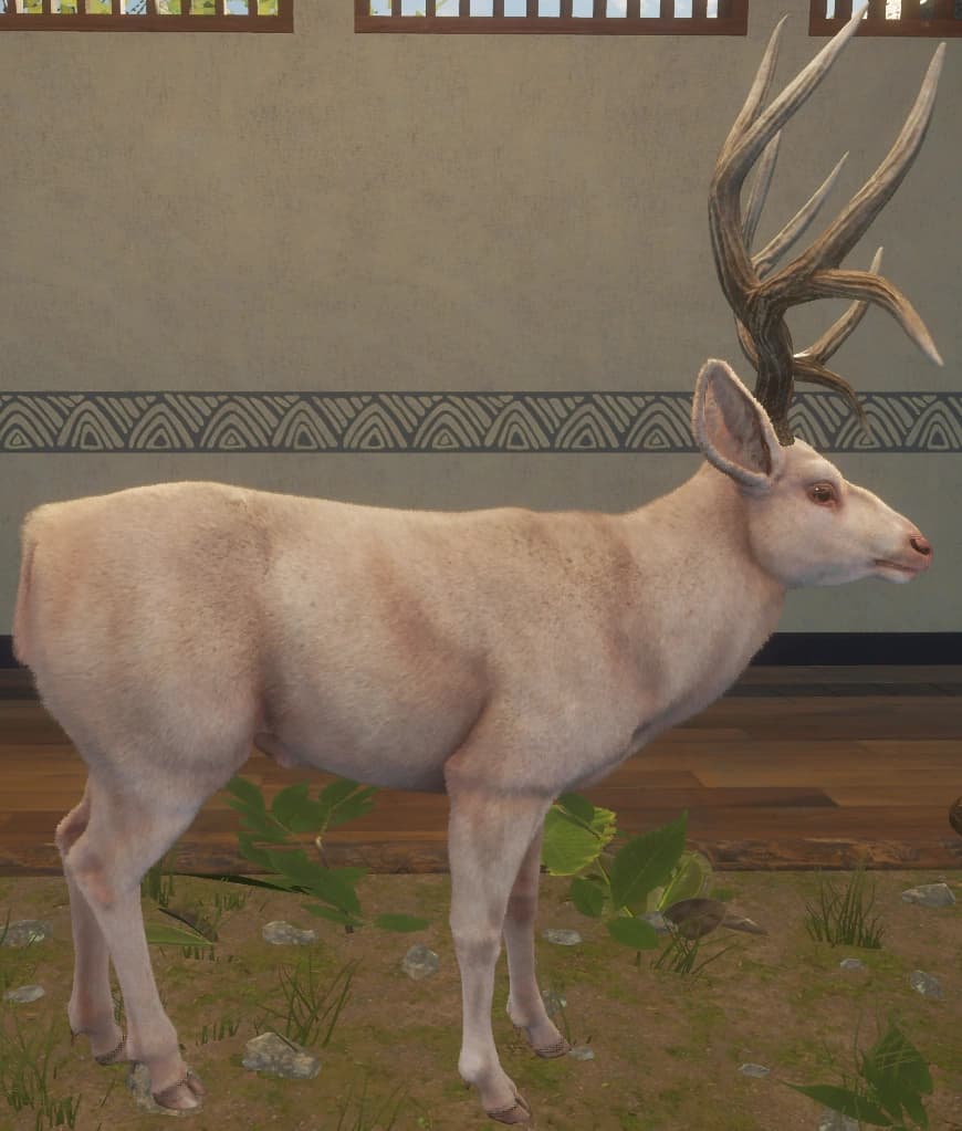 白化 - 右侧（雄）