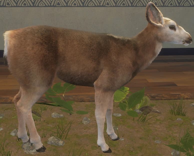 亚麻色 - 右侧（雌）