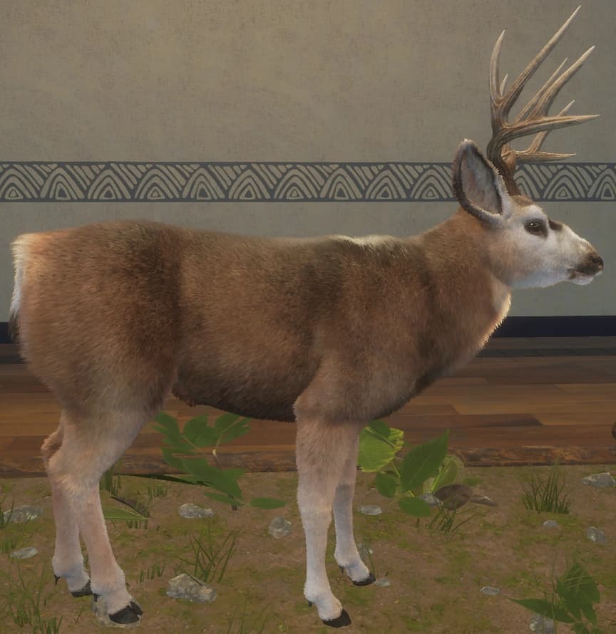 亚麻色 - 右侧（雄）