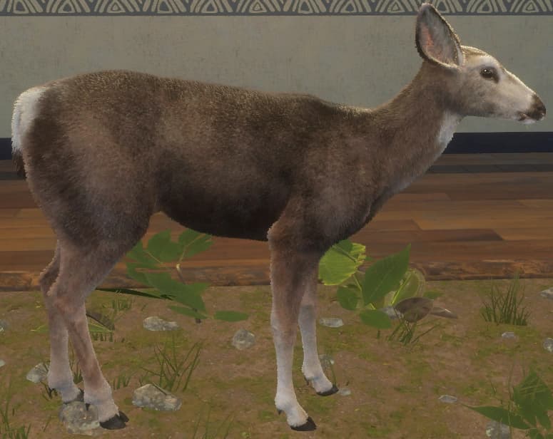 褐色 - 右侧（雌）