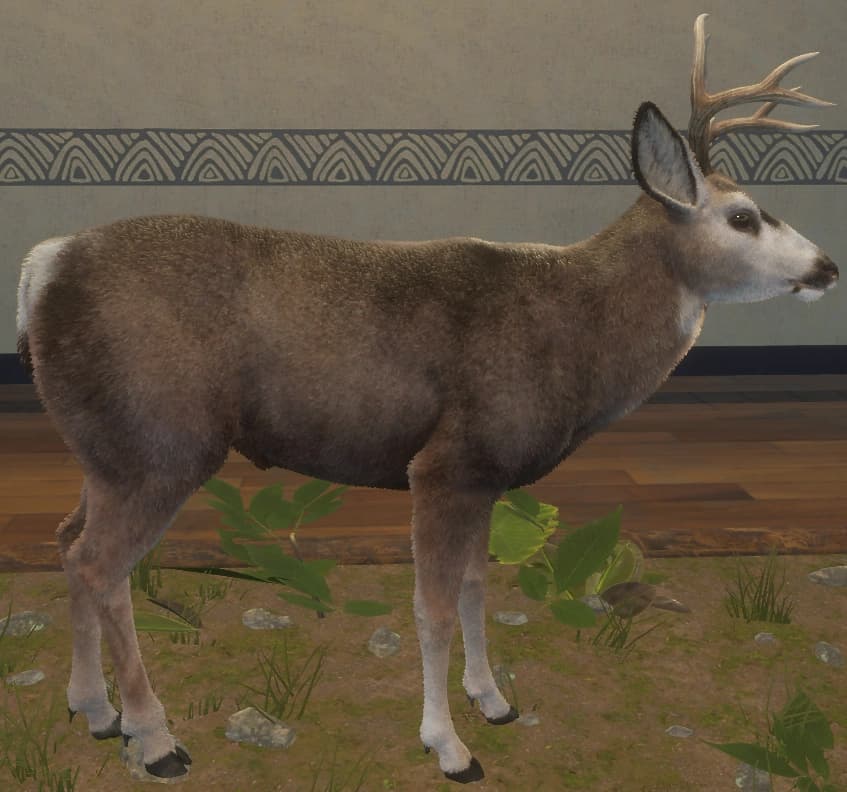 褐色 - 右侧（雄）