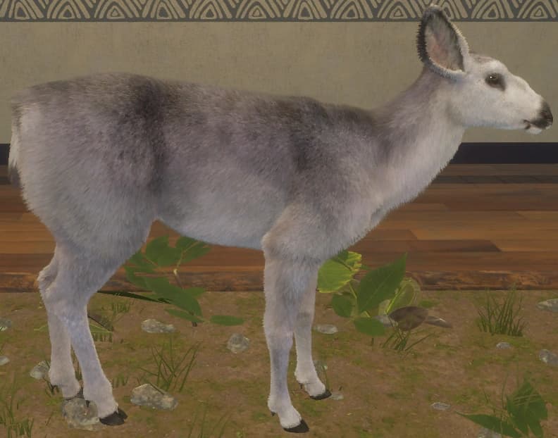 稀释 - 右侧（雌）