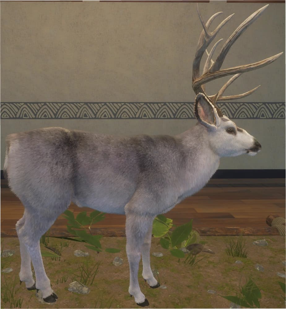 稀释 - 右侧（雄）