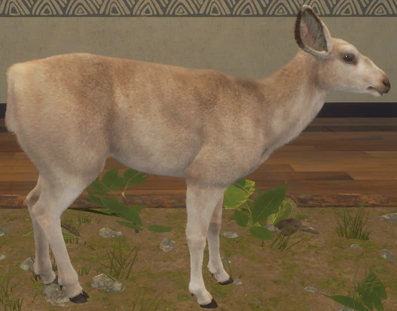 白色亚种 - 右侧（雌）