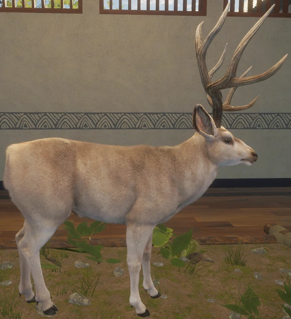 白色亚种 - 右侧（雄）