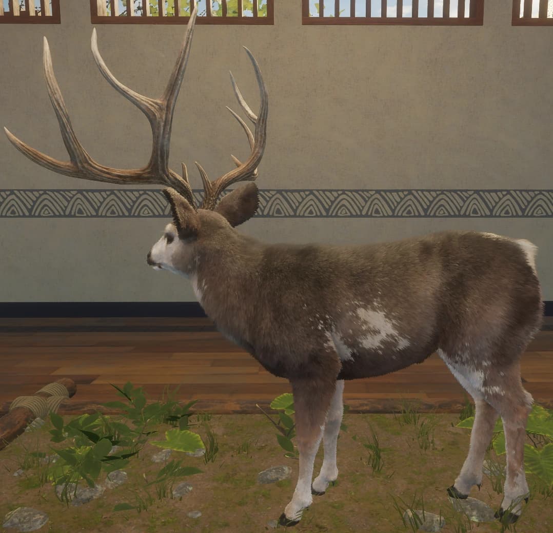 花斑变体 1 - 左侧（雄）