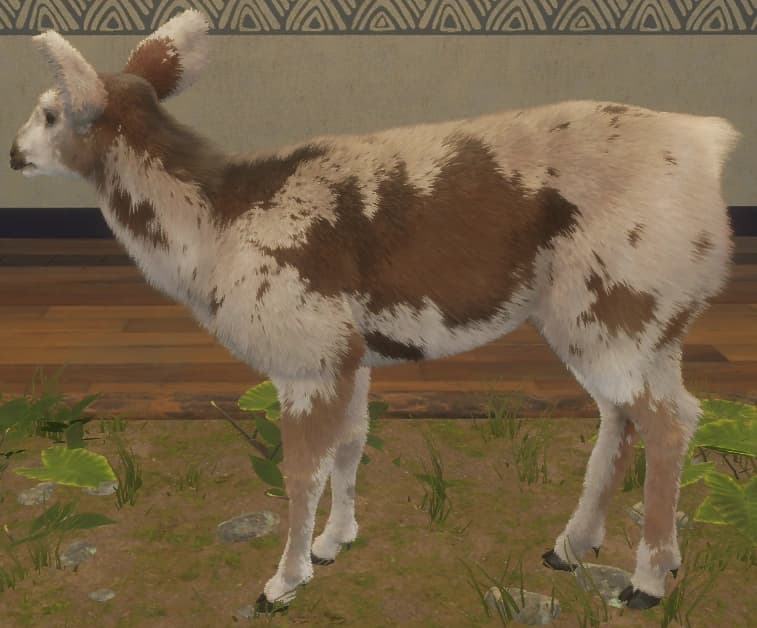 花斑变奏 2 - 左侧（雌）