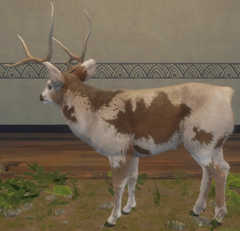 花斑变奏 2 - 左侧（雄）