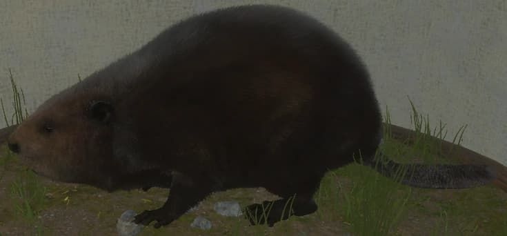 深褐色 - 深褐色