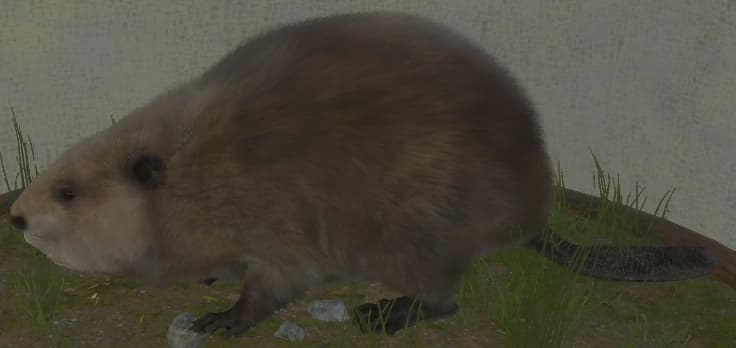 浅褐色 - 浅褐色