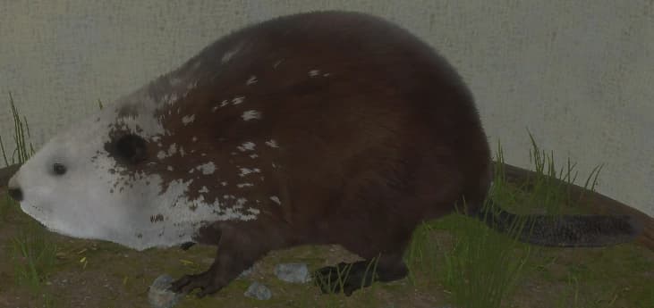 带花斑 - 带花斑