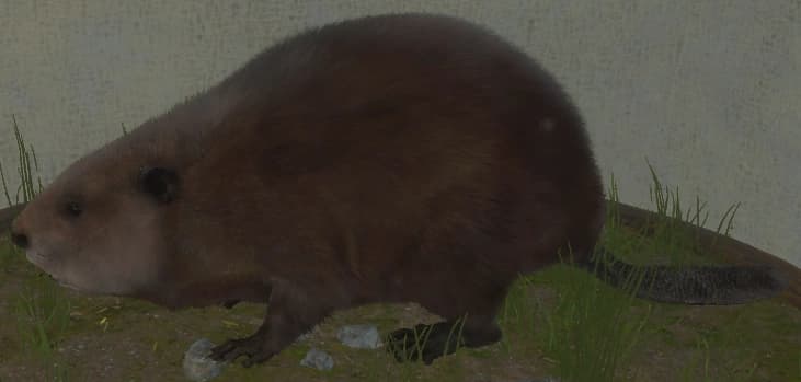 红棕色 - 红棕色