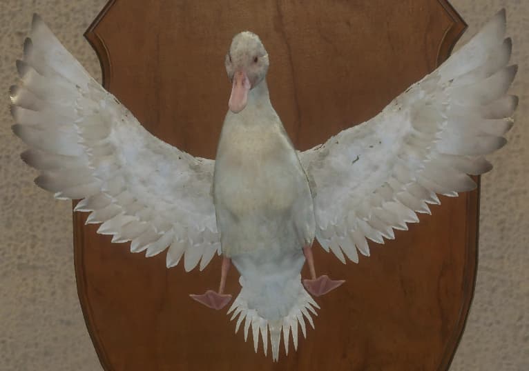 白化 - 正面（雌）